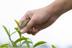 Herbata - rodzaj rośliny i pochodzenie jej nazwy